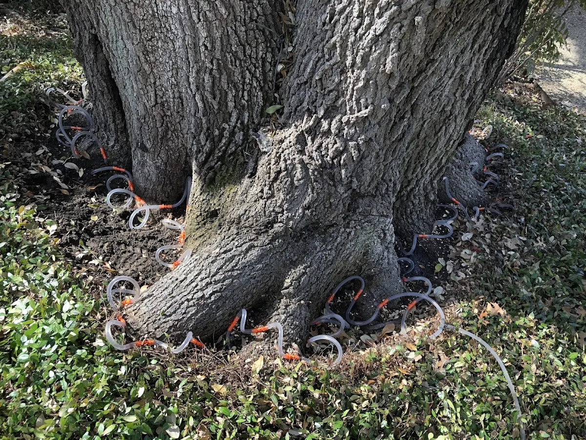 Detailed Tree Cabling and Bracing job site in State Farm