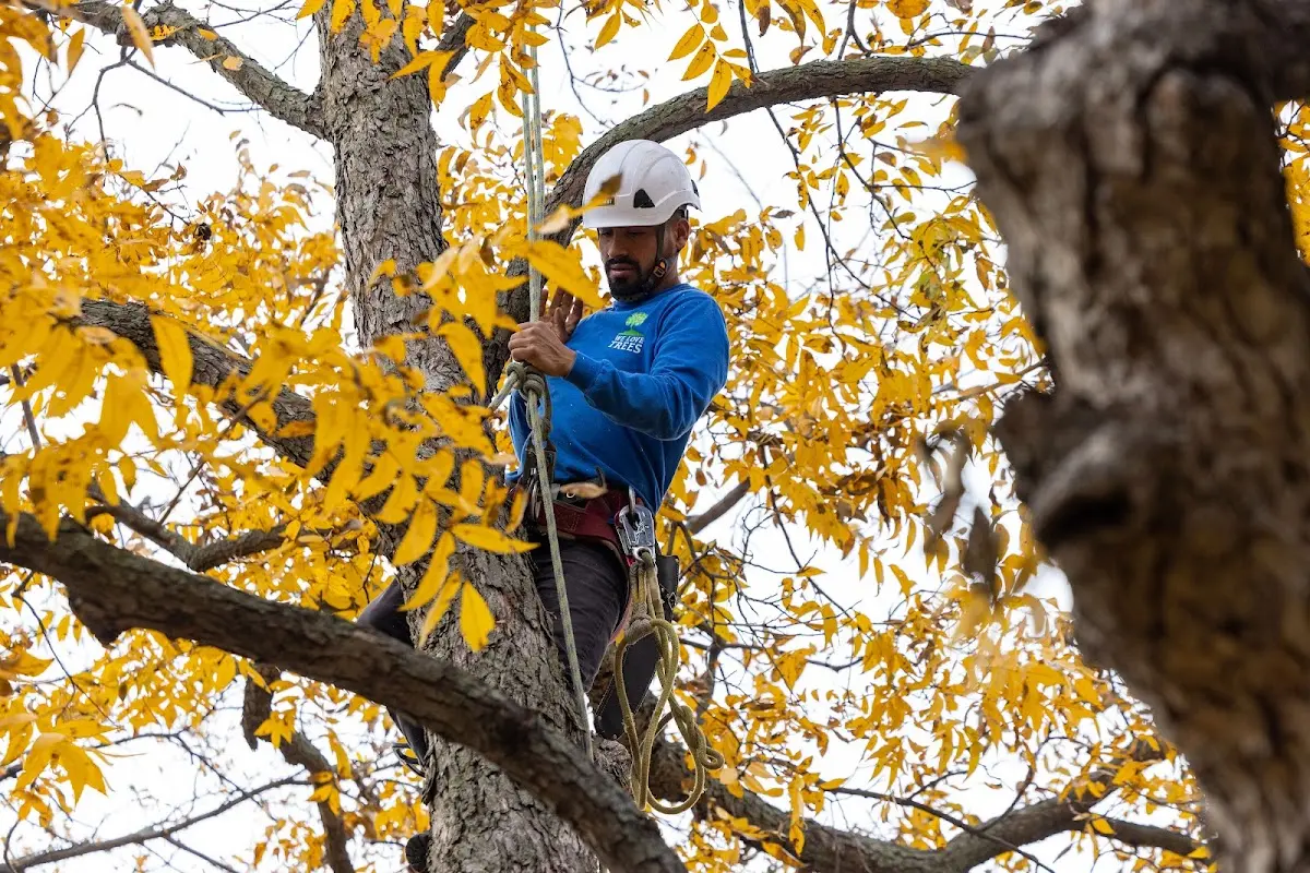Skilled Tree Planing crew working in State Farm
